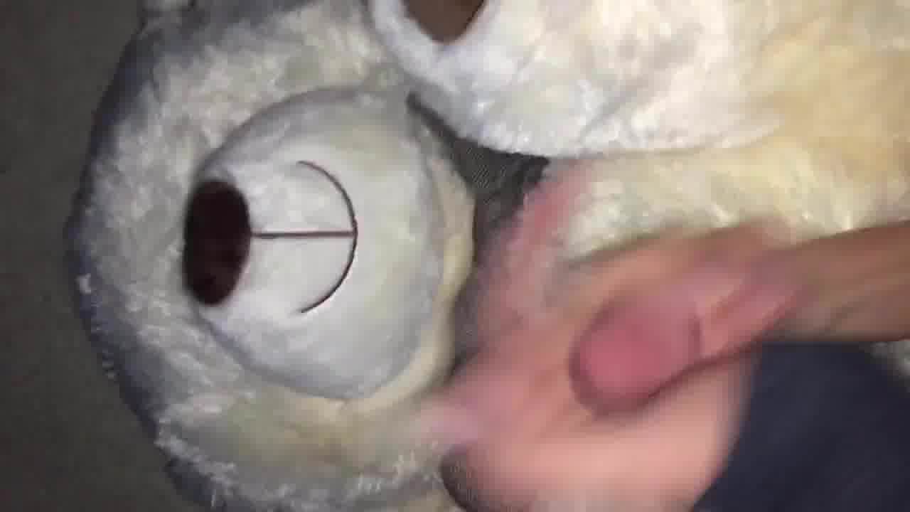 Butterfly reccomend fucking teddy bear