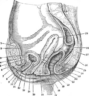 best of Stimulated in the expulsions sexually female of fluid Orgasmic