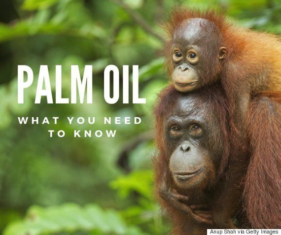 best of Plantation oil Asian palm