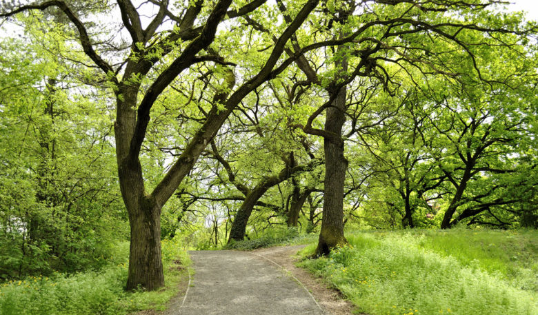 Apple P. reccomend Mature beech trees