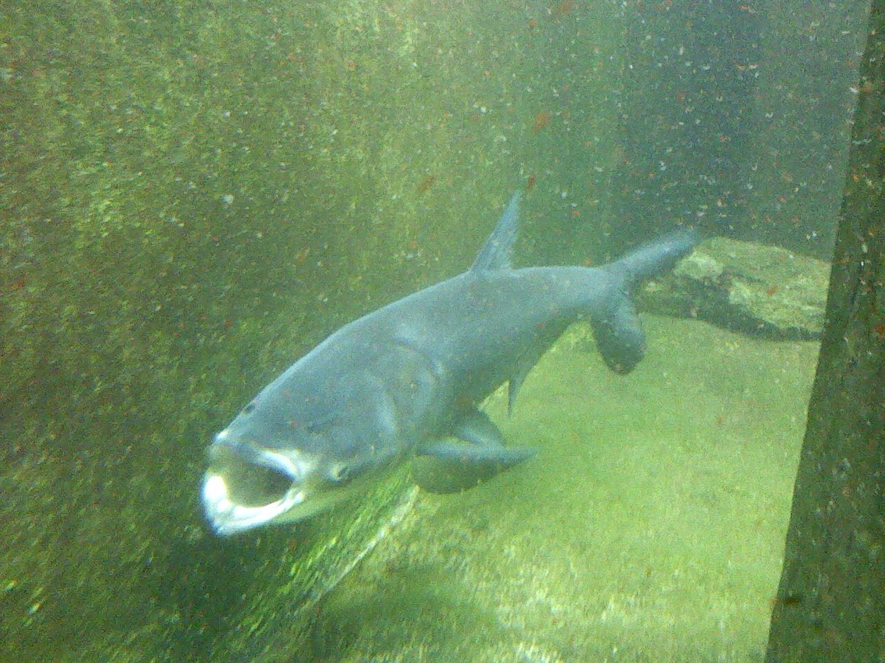 best of Species Asian carp