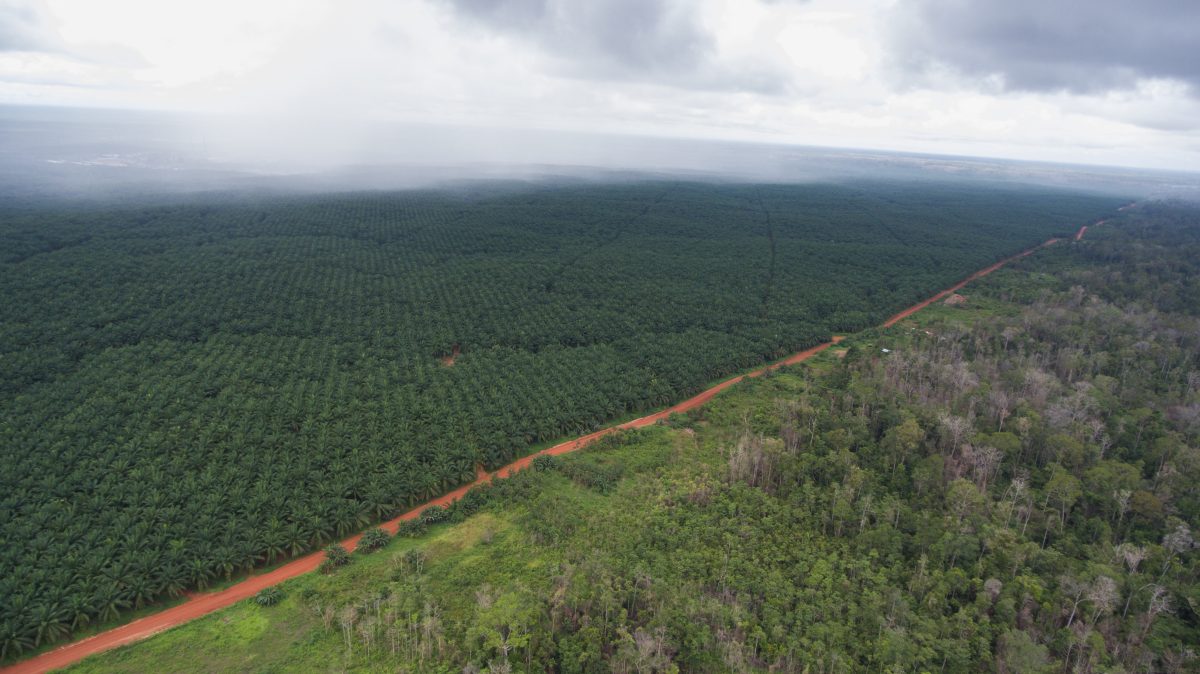 Asian palm oil plantation