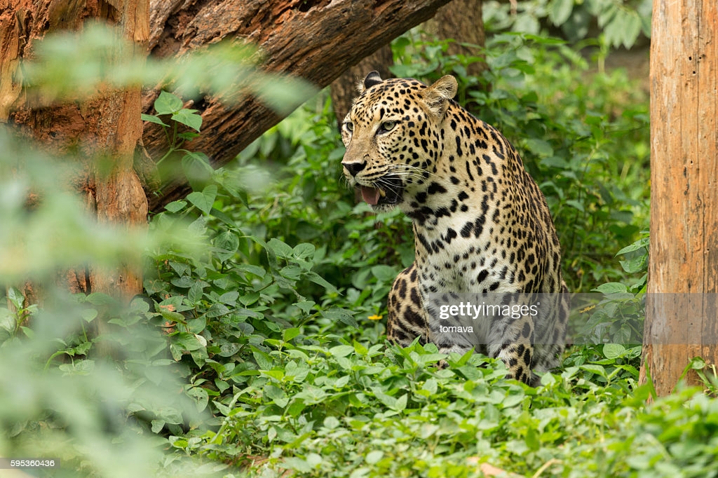 Ferrari reccomend Asian leopard cat subspecies