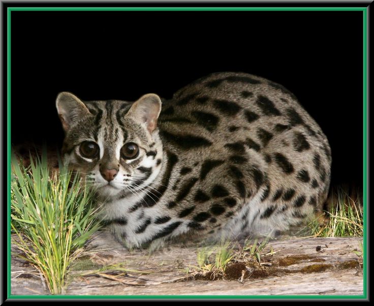 Cosmos recomended leopard subspecies Asian cat