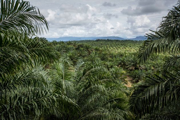 SWAT reccomend Asian palm oil plantation