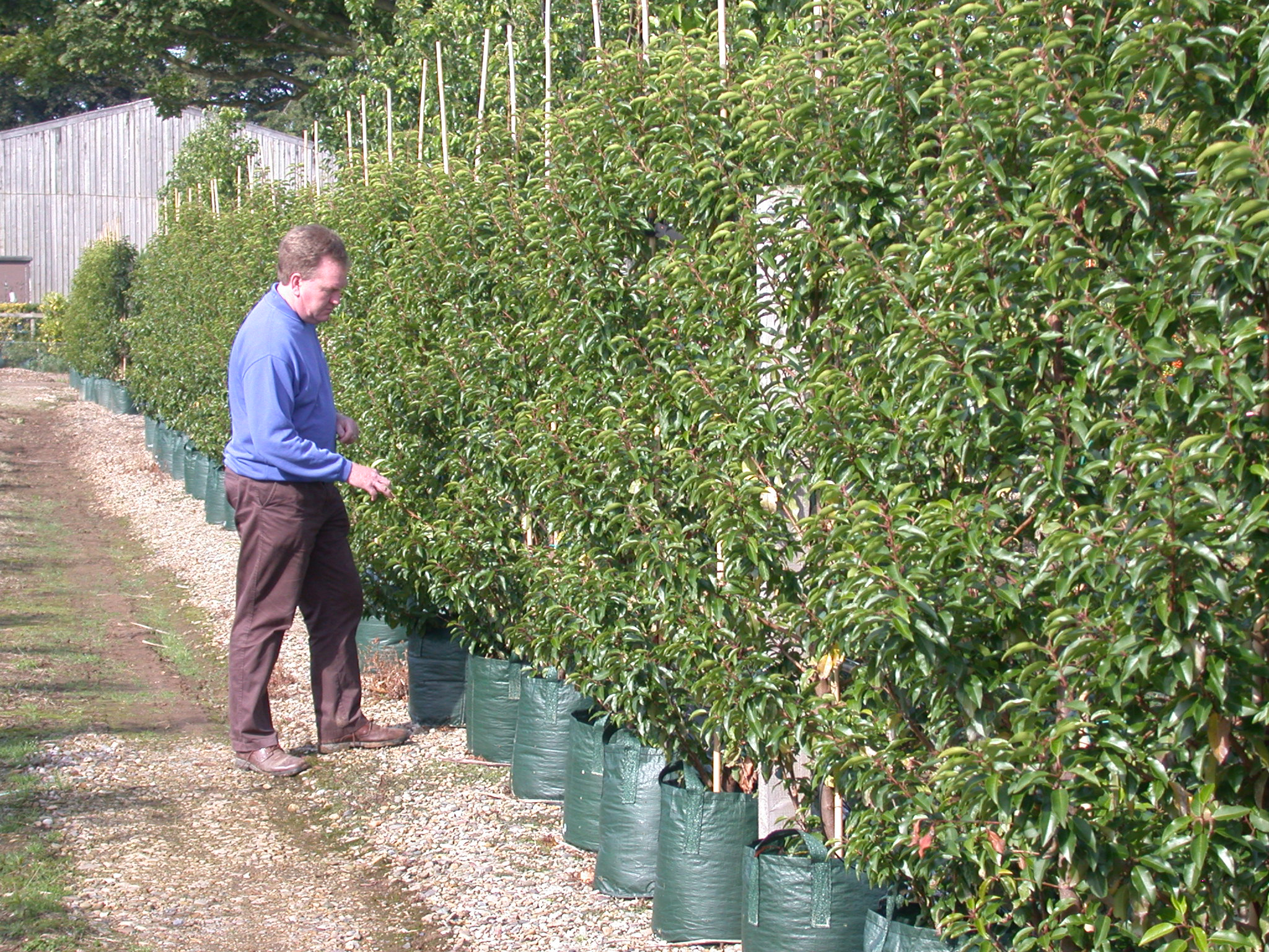 best of Beech trees Mature