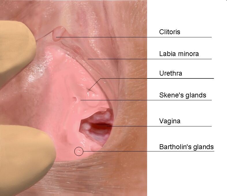 Orgasmic expulsions of fluid in the sexually stimulated female