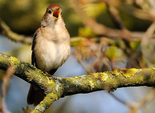 Belt reccomend birds preen each other