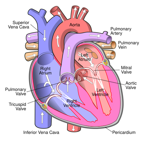 Sherlock reccomend aanyas irregular heartbeat some valve regurtitation