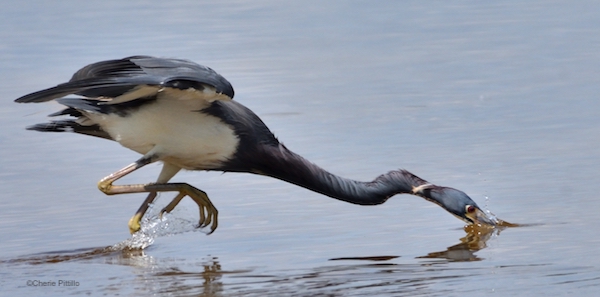 Birds preen each other