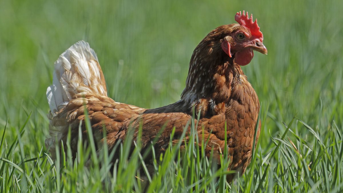 Malay curi rekam saat sewa ayam