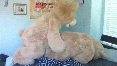 best of Bear humping lion teddy