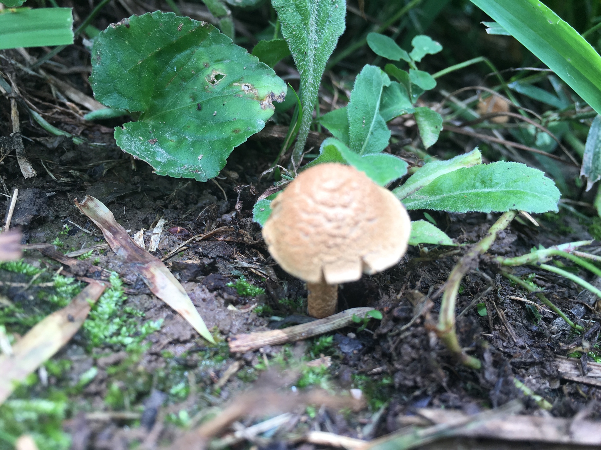 Lets grow magic mushrooms steps perfect