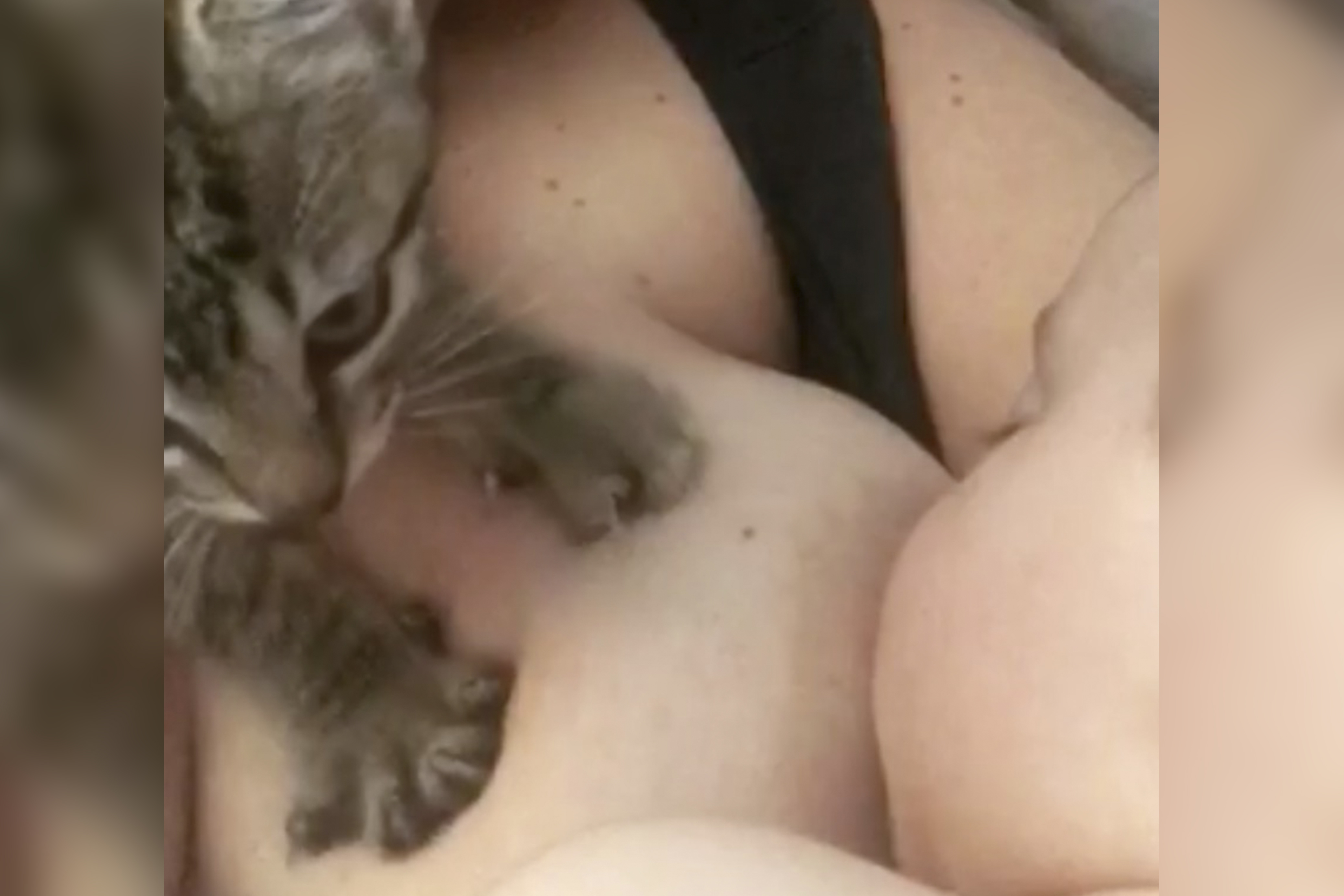 best of Mommy kitten services