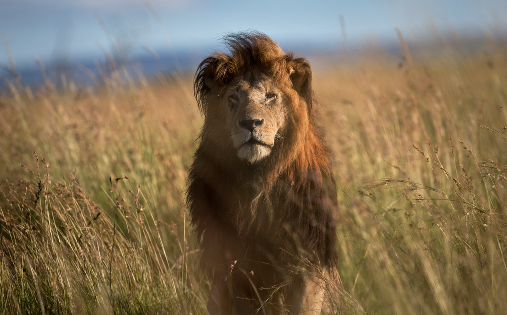 best of Lions quiet find spot wild life